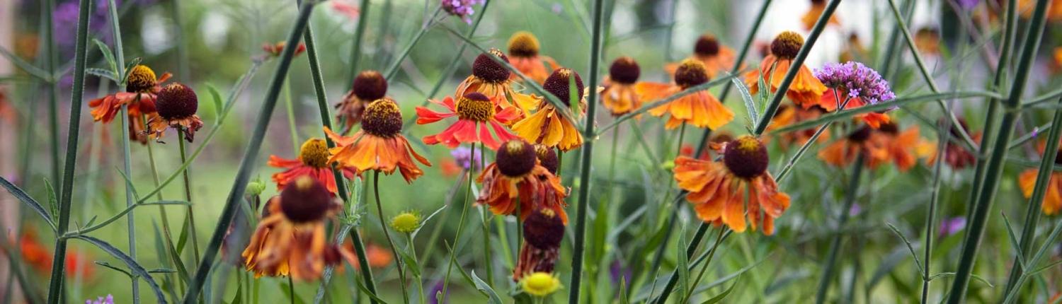 Opvullen van tuin met beplanting