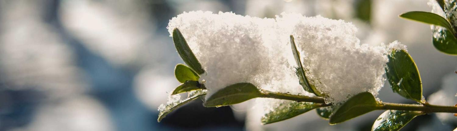 Tuinonderhoud in de winter