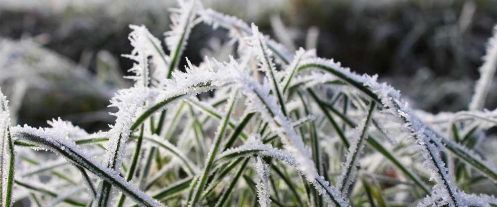 Voordelen tuinaanleg winter