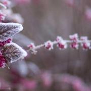 Bescherm planten tegen vorst