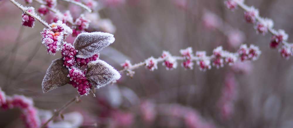 Bescherm planten tegen vorst