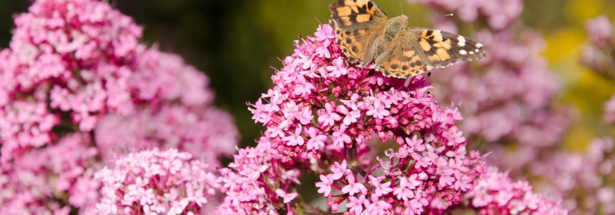 Biodiversiteit verhogen