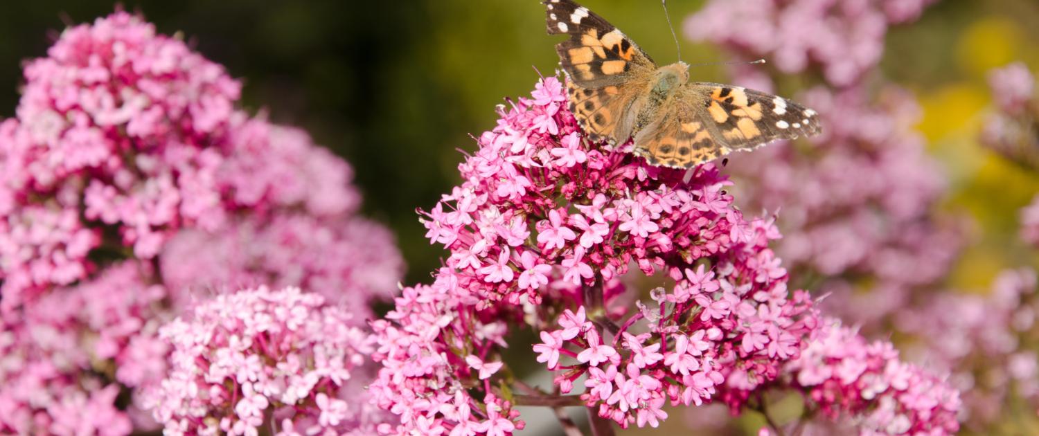 Biodiversiteit verhogen