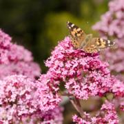 Biodiversiteit verhogen