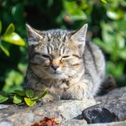 Hoveniersbedrijf Bersselaar Groen geeft je tips om vreemde katten uit je tuin te weren of juist je eigen kat in jouw tuin te houden