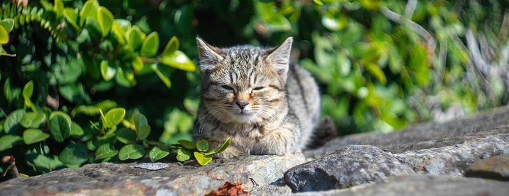 Hoveniersbedrijf Bersselaar Groen geeft je tips om vreemde katten uit je tuin te weren of juist je eigen kat in jouw tuin te houden