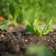 Een gezonde tuingrond is de bodem voor een gezonde tuin