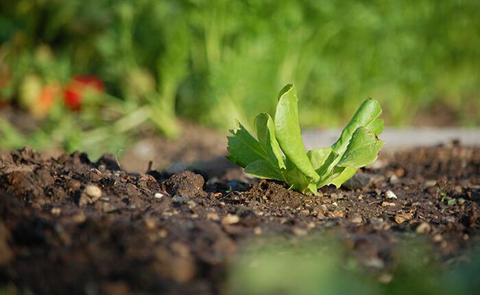 Een gezonde tuingrond is de bodem voor een gezonde tuin