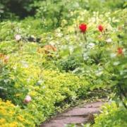 planten kiezen voor tuin