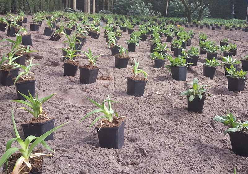 Voorjaarsplanten snoeien